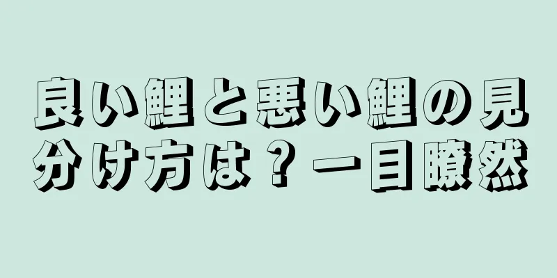 良い鯉と悪い鯉の見分け方は？一目瞭然