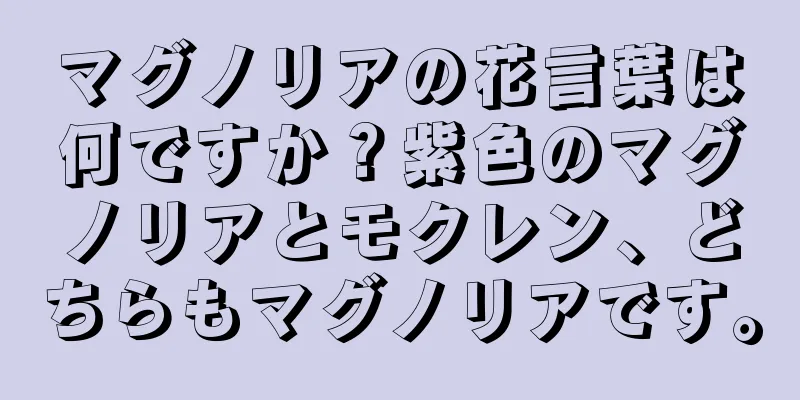 マグノリアの花言葉は何ですか？紫色のマグノリアとモクレン、どちらもマグノリアです。