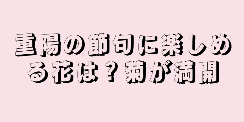 重陽の節句に楽しめる花は？菊が満開