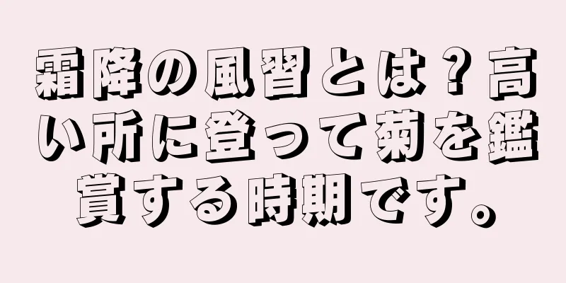 霜降の風習とは？高い所に登って菊を鑑賞する時期です。