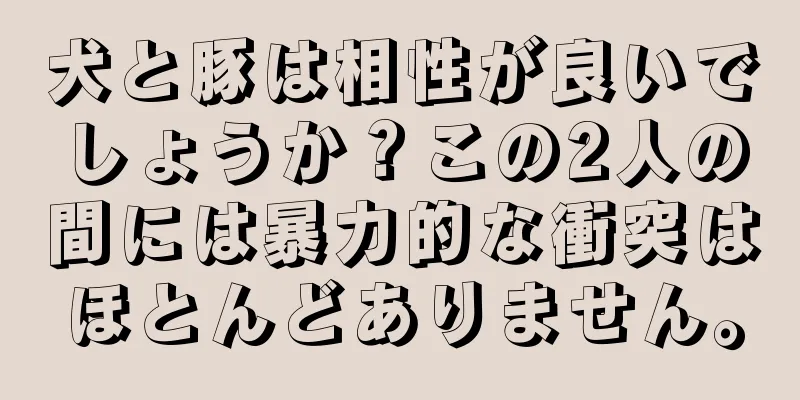 犬と豚は相性が良いでしょうか？この2人の間には暴力的な衝突はほとんどありません。