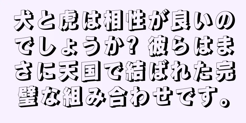 犬と虎は相性が良いのでしょうか? 彼らはまさに天国で結ばれた完璧な組み合わせです。