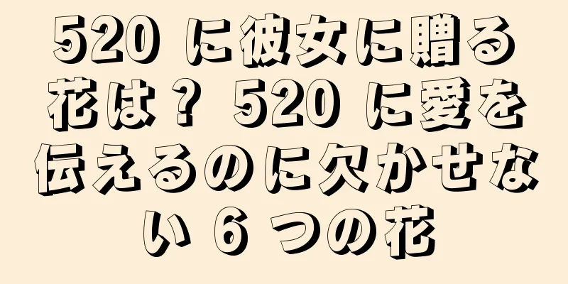 520 に彼女に贈る花は？ 520 に愛を伝えるのに欠かせない 6 つの花