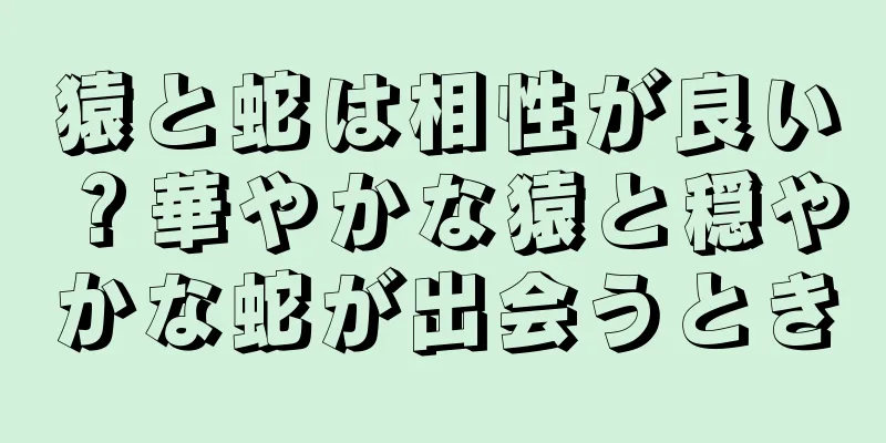 猿と蛇は相性が良い？華やかな猿と穏やかな蛇が出会うとき