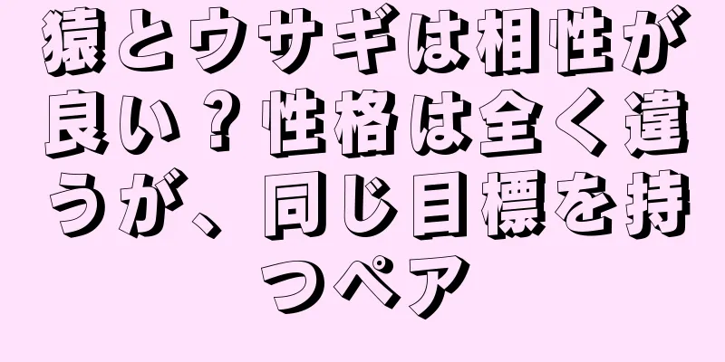 猿とウサギは相性が良い？性格は全く違うが、同じ目標を持つペア